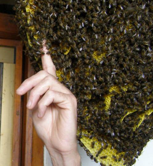 Museo de las Abejas